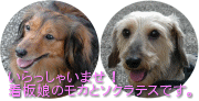 ���J�ƃ\�N���e�X